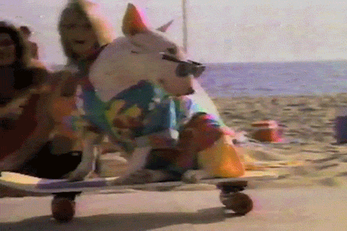 beach-dog-skateboard